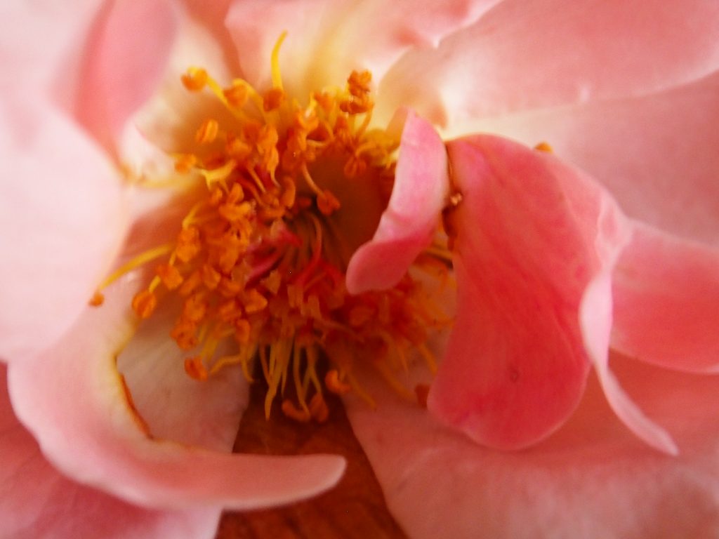 au coeur du cercle de femmes